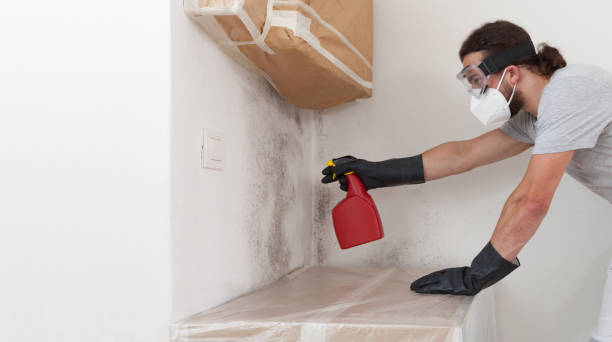 Professional Attic Mold Remediation technician working in Berryville, TX