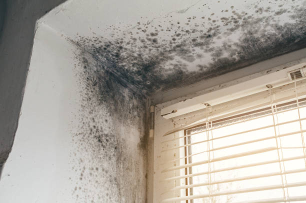 Affordable Attic Mold Remediation solutions in Berryville, TX