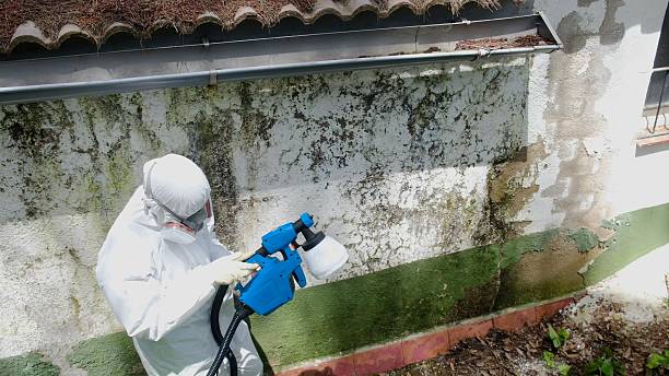 Top rated local Attic Mold Remediation specialists in Berryville, TX